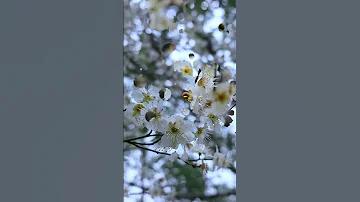 পল্টন লাইভ