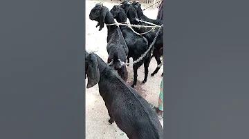 ফোন রিস্টার্ট দিলে কি হয়