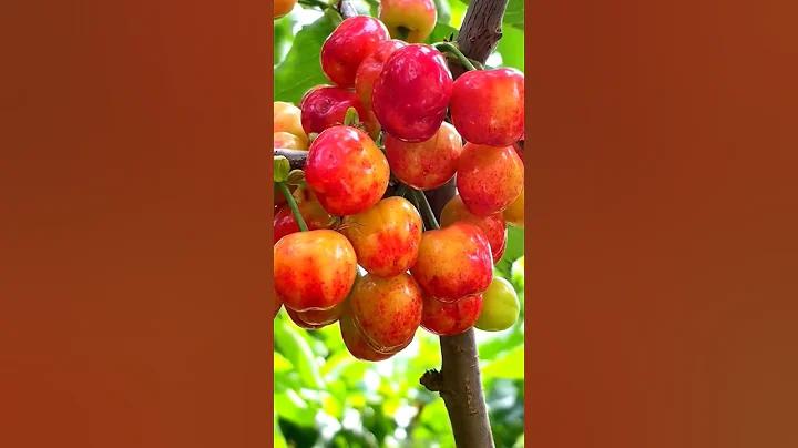যোনেক্স ব্যাডমিন্টন র্যাকেট