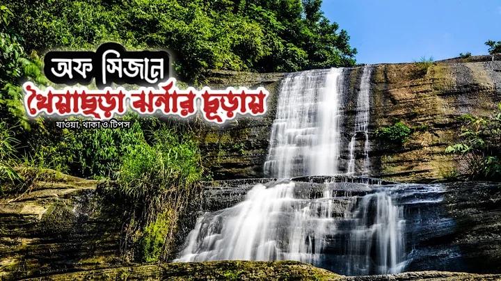বিড়াল ৯