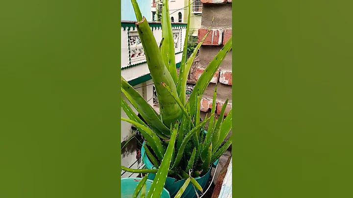 কোন ক্ষেত্রে আপনার অ্যাপ্লিকেশন ফ্রেমওয়ার্কের ডিফল্ট পাসওয়ার্ড পরিবর্তন করা উচিত