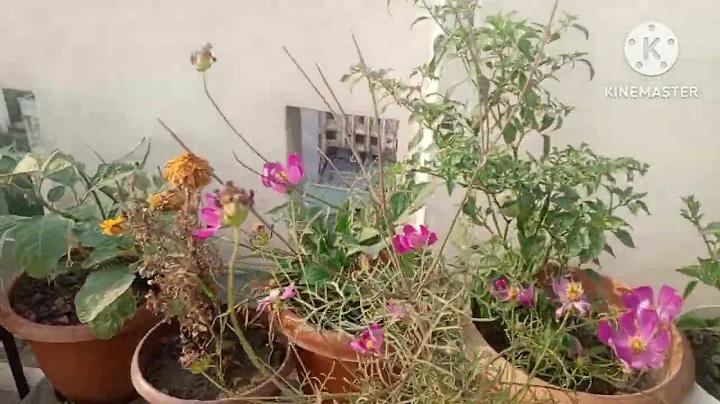 বিনামূল্যে সাইন আপ বোনাস ক্যাসিনো কোন আমানত