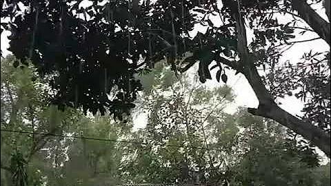12 জোড়া সর্বনিম্ন 10 টাকার বাজি