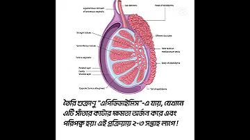 টিকটক কত ফলোয়ার কেমন আয়