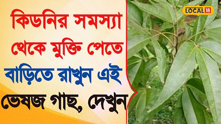 বাজি 555