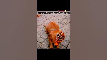 আফগানিস্তান বনাম বাংলাদেশ ২০২৩ লাইভ
