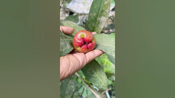 ডিয়ার মর্নিং লাইভ