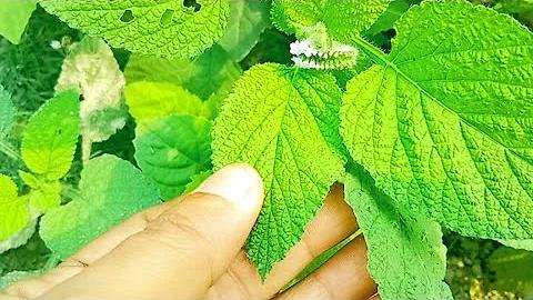লাউ লটারি কোন ওয়েবসাইটে ভালো