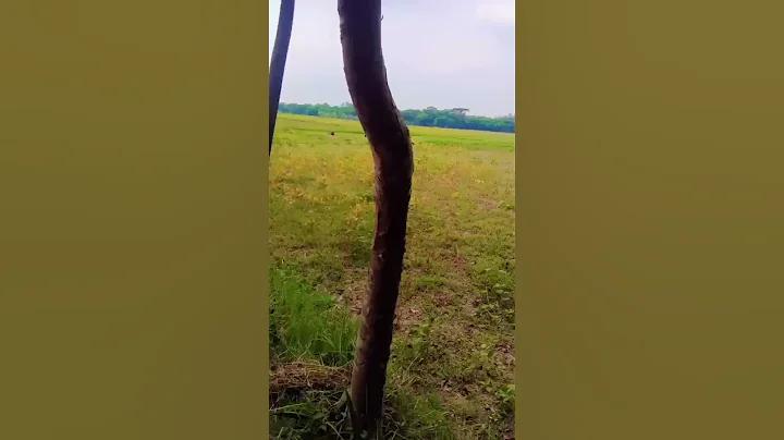 জওয়ান ১০ লাইভ ক
