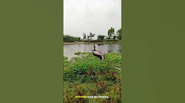 ফেসবুক লাইভ ভিডিও