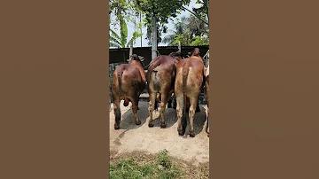 অগ্রণী ব্যাংক পরিবার সঞ্চয়পত্র