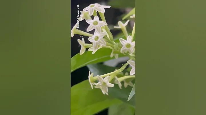 আজকের লাইভ বিপিএল