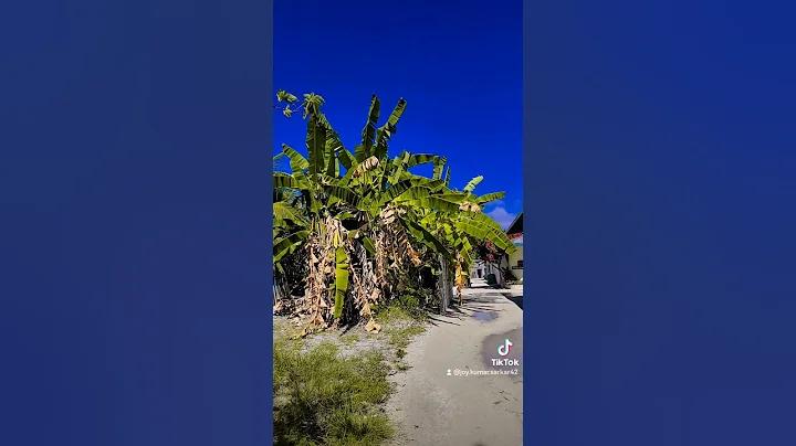 আয় জোনাকি বুকটি ভরে একটু নিয়ে আলো