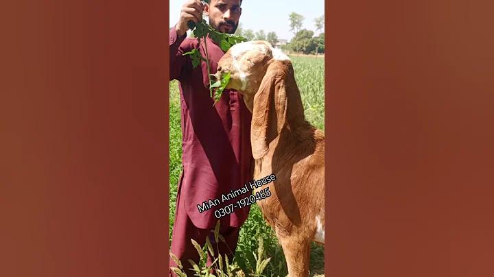 স্লট pg 10 পেয়ে 100