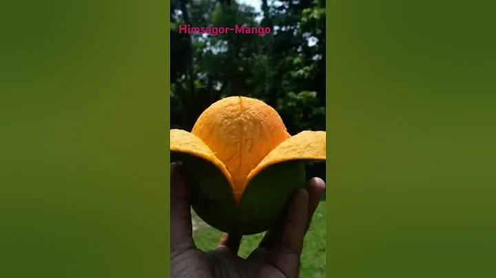স্বাস্থ্য প্রকৌশল অধিদপ্তর