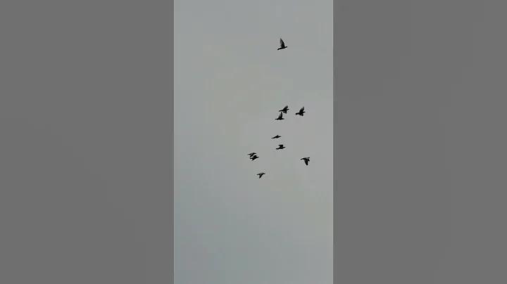 বিশ্ব ফিজিওথেরাপি দিবস