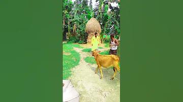 বিকাশে জুয়া