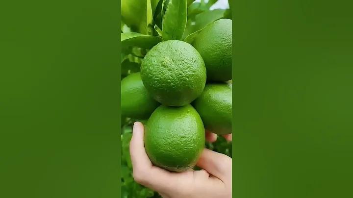 গৌরব ক্যাসিনো বোনাস