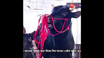বিশ্ব রঙ