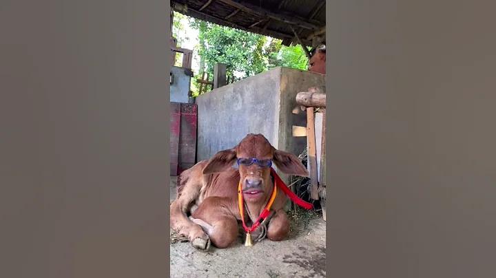 চ্যানেল ৯-এর শেয়ারের লটারি দেখতে চাই