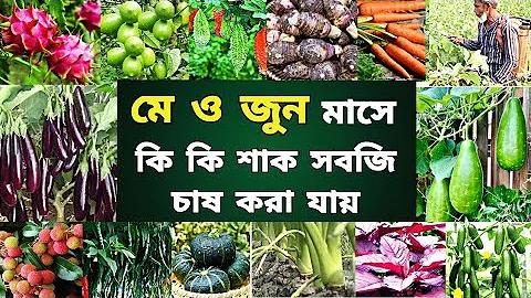 হোর মায়ের জামনার হোনাইক