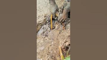 সুপার স্লট অ্যাম্ব