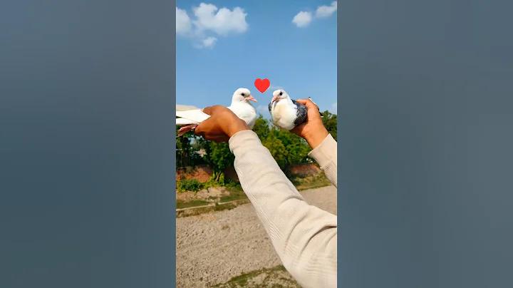 টাকা আয়ের অ্যাপ