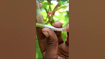 হানয়স শনিবারে ড্র রিপোর্ট