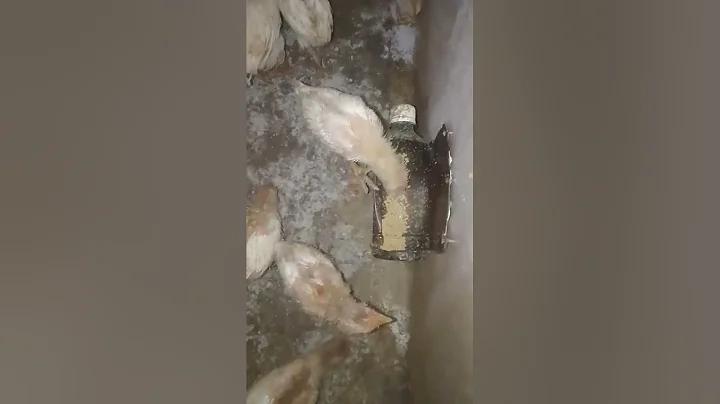 ওয়ালেট নিবন্ধন লাজাদায়