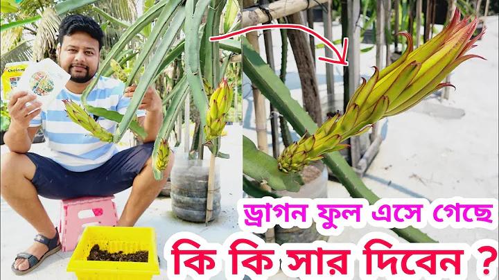 ব্যান্ডি দলে কতজন খেলোয়াড় থাকে