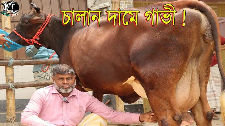 ক্যাসিনোর পালে হাওয়া
