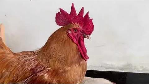 আর্জেন্টিনা বনাম চিলি লাইভ 2021