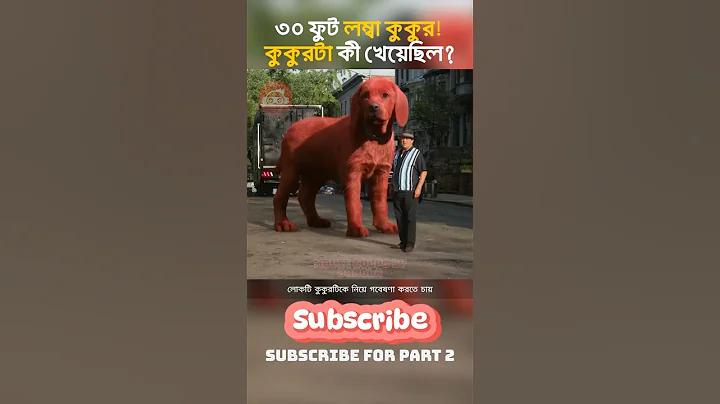 ইংল্যান্ড ফুটবল লাইভ