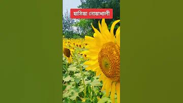 পাকিস্তান ইংল্যান্ড লাইভ খেলা
