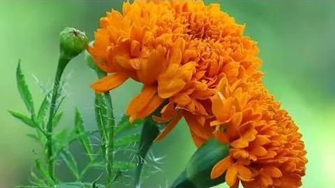 ফায়ার হর্স স্লট