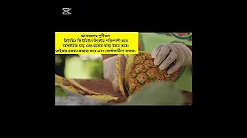 পিজি স্লট ভিআইপি সরাসরি ওয়েবসাইট