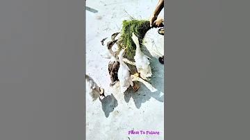 উৎসব কাকে বলে