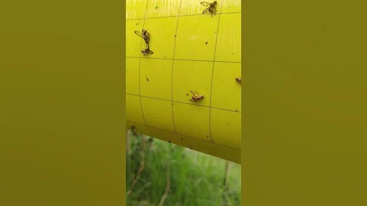 ভুত এফএম লাইভ