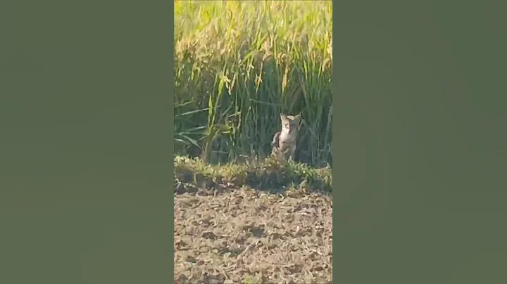 ইন্ডিয়া পাকিস্তানের লাইভ