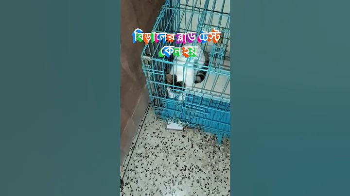 গাংচিল রেস্টুরেন্ট