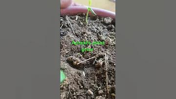 ফ্যানকোডে লাইভ স্কোর