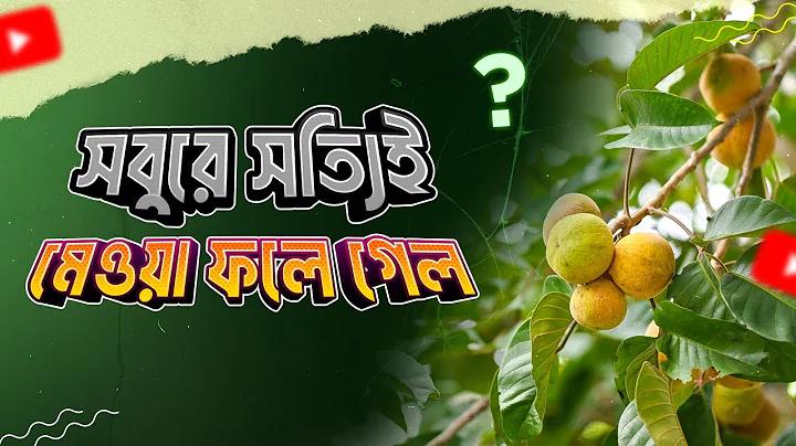 নতুন সদস্য বিনামূল্যে ১০০ টাকা সত্যিই ওয়ালেট