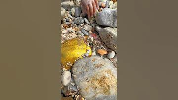 খেলায় বাজি ধরা