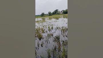 বাংলাদেশের ডাবল সেঞ্চুরিয়ান কে কে