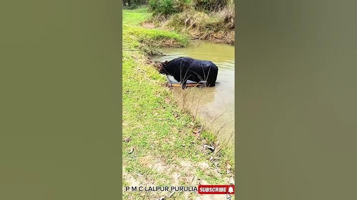 ভেল্কি লাইভ /#/ লগইন