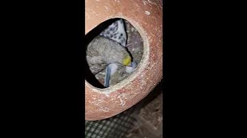 ব্রাজিল ভার্সেস পেরু