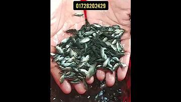 বাংলাদেশ বনাম অস্ট্রেলিয়া ফুটবল ম্যাচ