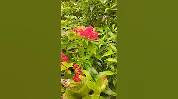 হোটেল ঢাকা প্যালেস