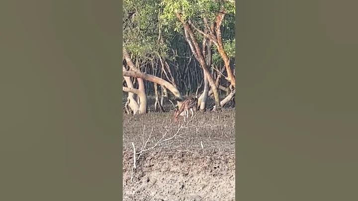 ডিপল লাইভ স্কোর ট২৪