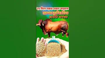 বন ক্যাসিনো স্লট